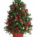 Boxwood Christmas Tree