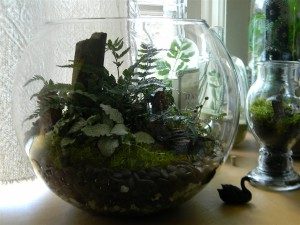 Terrariums