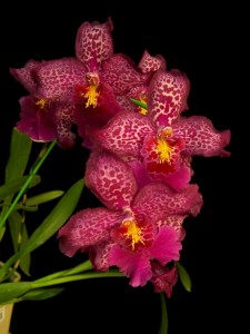 des moines florist