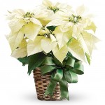 Christmas White Poinsettia