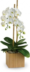  The Wild Orchid features 100's of designs in all price ranges. Look over our extensive selection of Flowers, Arrangements,515-276-4600