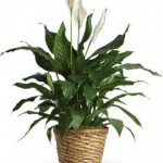 Peace Lily