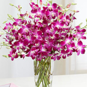 Dendrobium Orchids $120.00