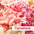 birFlow_carnations Birthday Flowers