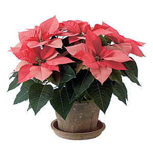 Christmas Pink Poinsettia