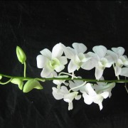 White-Orchids-Flowers