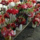 anthurium-flowers