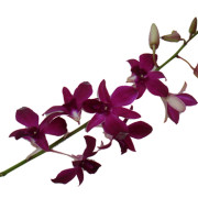 dendrobium redbull