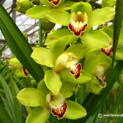 green-cymbidium-orchid-flower