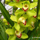 green-cymbidium-orchid-flower