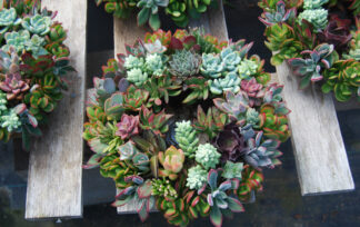 Succulent Wreaths