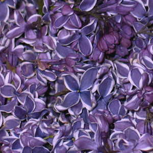 lilac petals