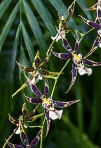 spider-orchid